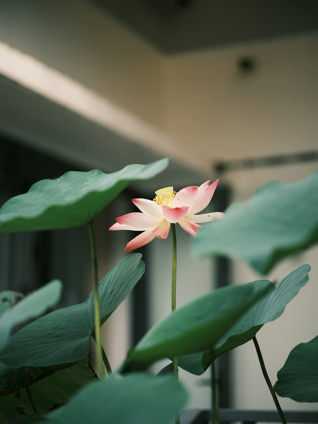 张钧甯的精美日子之选是什么？天猫超级品牌日来博世家电解锁同款质量好物